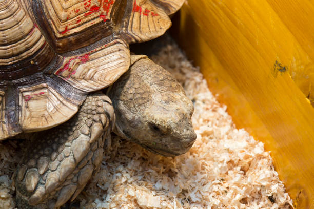 istock A very big african testudo 1090134412
