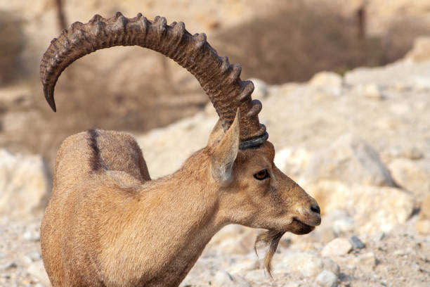 Nubian ibex in the desert near the Dead Sea. Ein Gedi, Israel