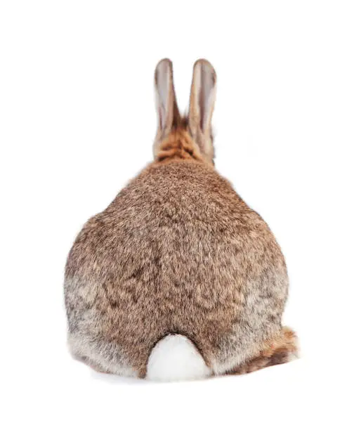 a rabbit with brown gray fur and long ears isolated against a white background