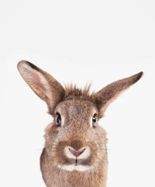 a rabbit with brown gray fur and long ears isolated against a white background