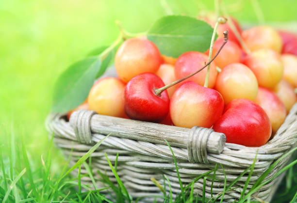 istock Pile of sweet fresh cherries 1090139492