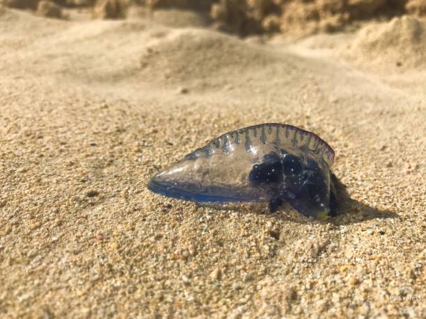 istock Portuguese Man o War 1090144680