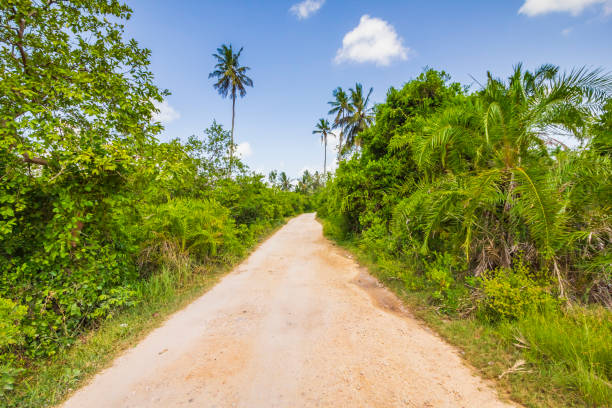 istock Tropical jungle forest with walking path and palm trees on a clear sunny day 1090144952