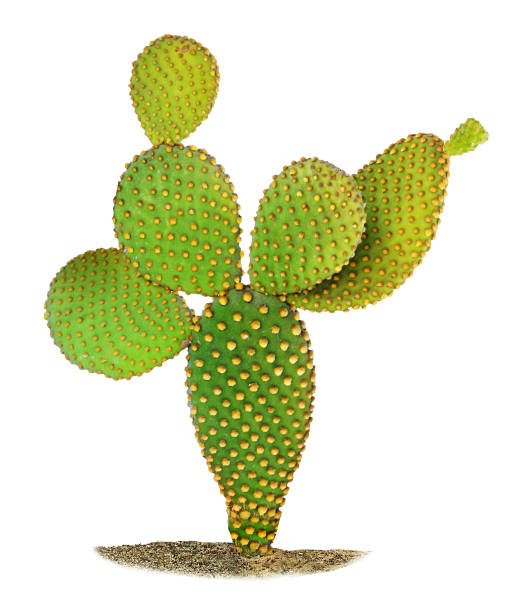 istock Opuntia cactus isolated on white background 1090145066