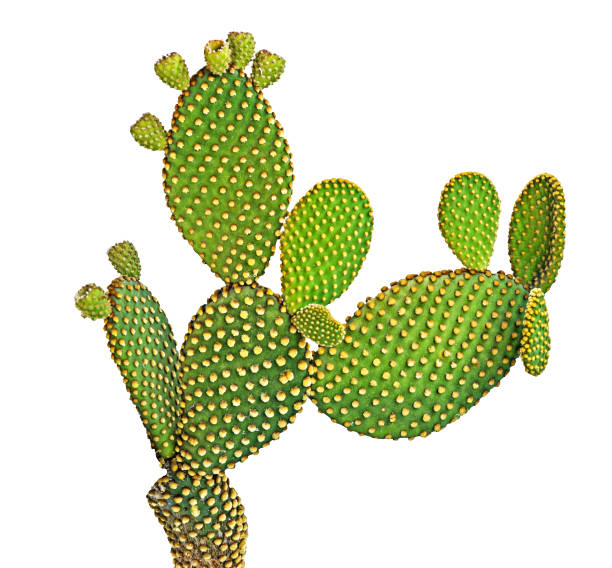 istock Opuntia cactus isolated on white background 1090145068
