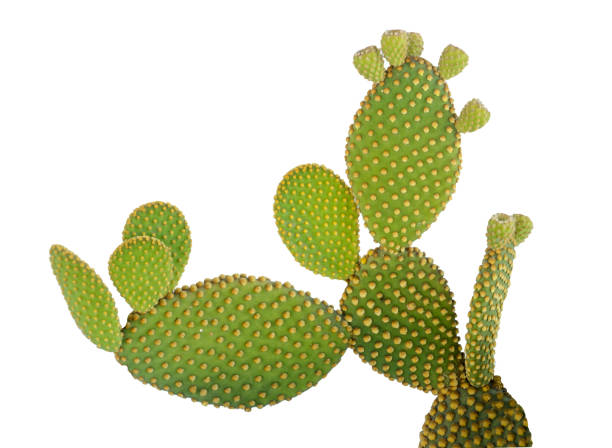 istock Opuntia cactus isolated on white background 1090145070