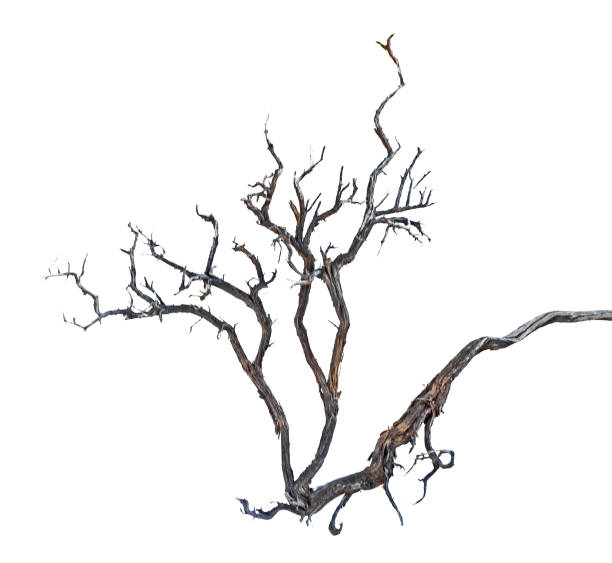 istock close up of dry branch 1090145096