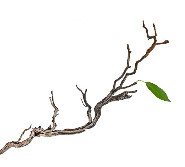 istock close up of dry branch 1090145100