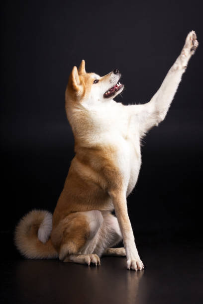 istock Akita inu on black background 1090145448