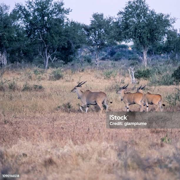 Eland Stock Photo - Download Image Now - Adventure, Africa, Animal