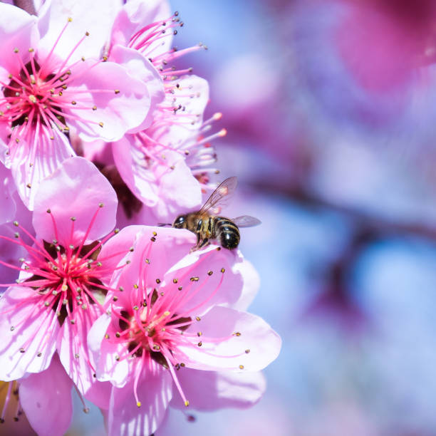 istock Pollination of flowers by bees peach. 1090146588