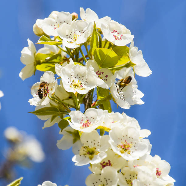 istock Pollination of flowers by bees pears. 1090146608