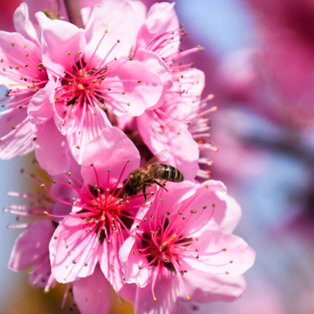 istock Pollination of flowers by bees peach. 1090146616