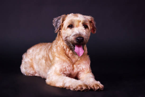 istock Irish soft coated wheaten terrier 1090146968