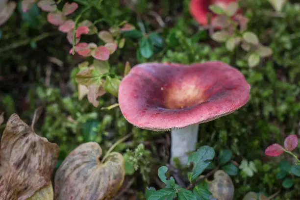 the collection of russula  requires extensive knowledge of mushrooms, because they are one of the most species-rich mushrooms with an estimated 750 species