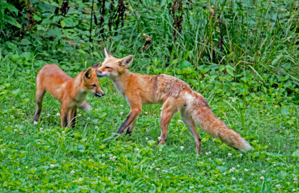 istock A mother Red Fox licks her baby with a green background. 1090147628