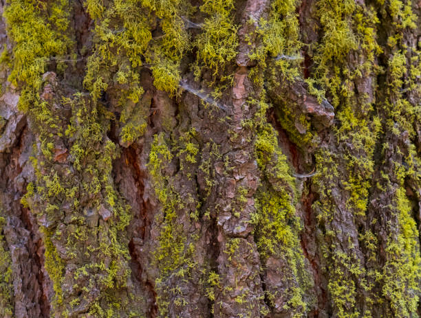 Closeup of a sequoia tree with moss on the bark, useful as a background. Small strands of spider web are visible.