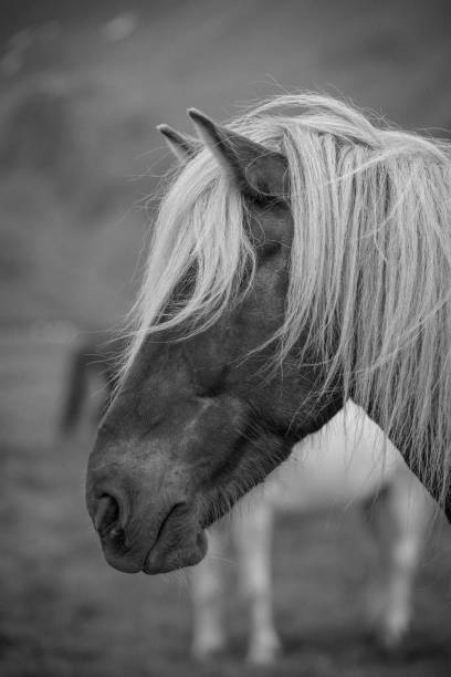 istock Dark Icelandic horse with white mane 1090147916