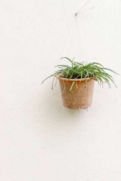 istock Plant in flowerpot at agrden 1090148000