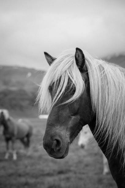 istock Dark Icelandic horse with white mane 1090148006