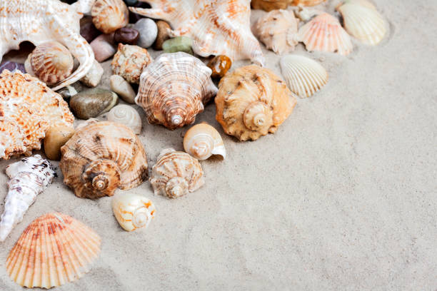 istock Seashells on the sand, summer beach background with copy space for text. 1090149170