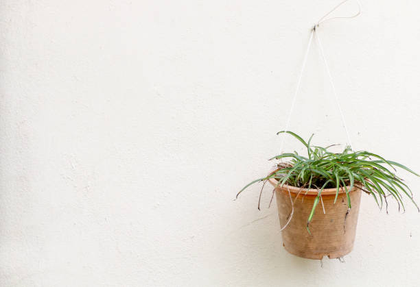 istock Plant in flowerpot at agrden 1090149372