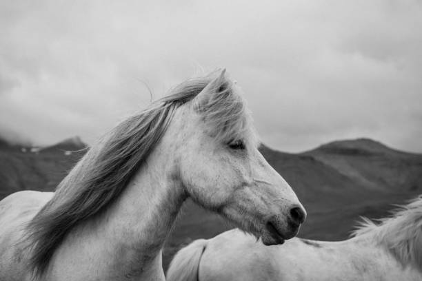 Two white Icelandic horses