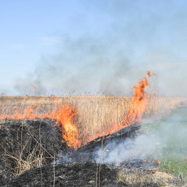 istock Burning dry grass and reeds 1090151812