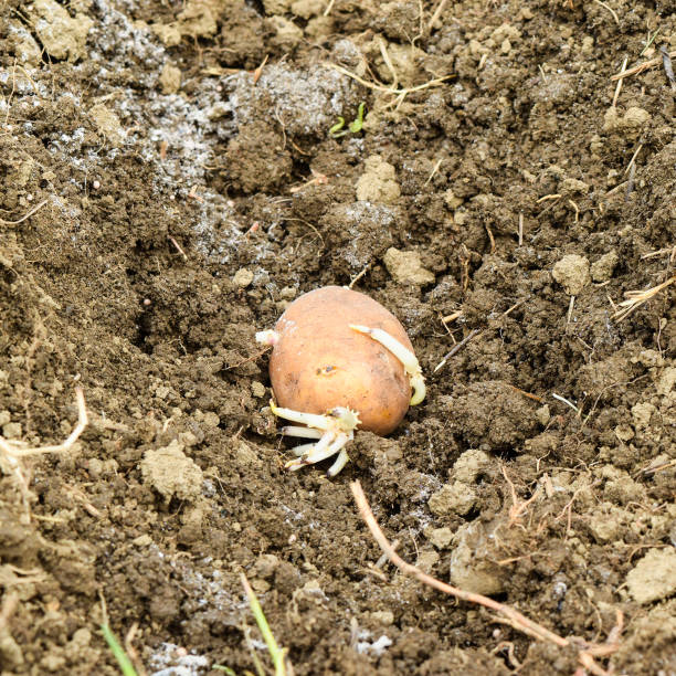istock Planting potatoes in the garden 1090151930