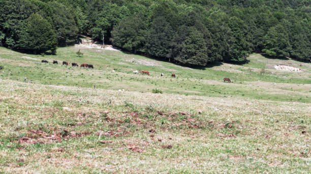 Landscape of the Simbruini Mountains in summer