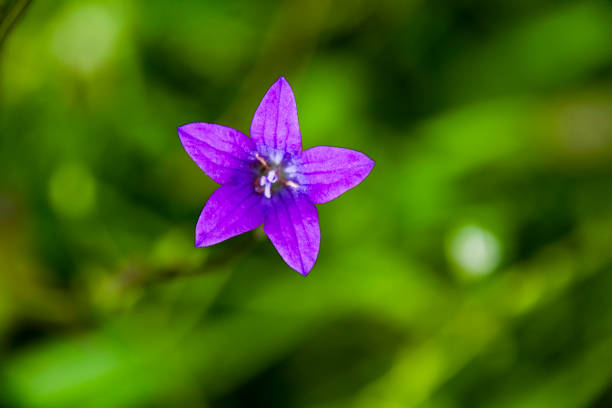 istock bell spreading campanula purple flower macro 1090153476