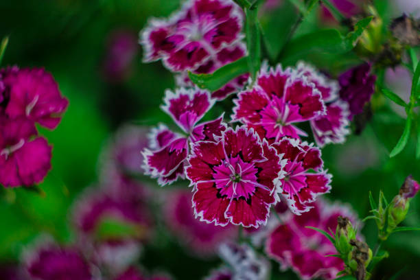 istock lot flowers pinks purple pink with white rim 1090154990
