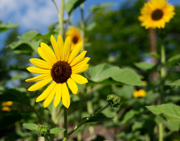 istock Summer Sunflower Garden 1090155268