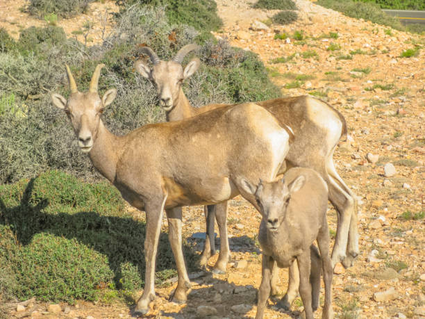 istock Bighorn Sheep with calf 1090155556