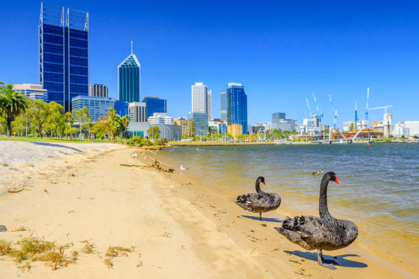 istock Couple of Black Swans 1090155620