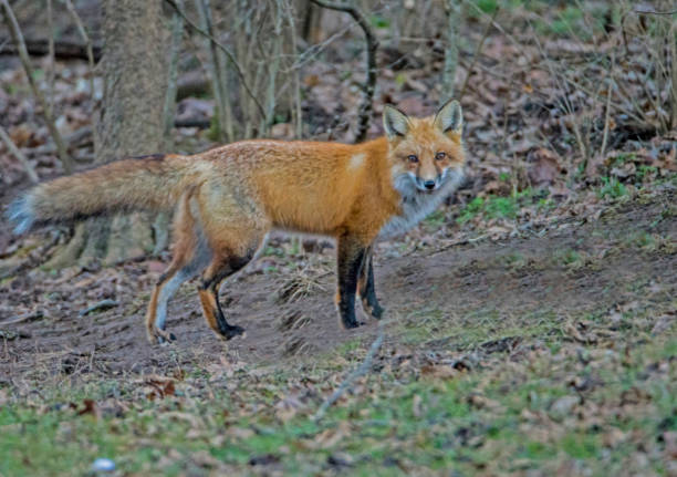 istock A young Red Fox at the edge of the woods. 1090156186