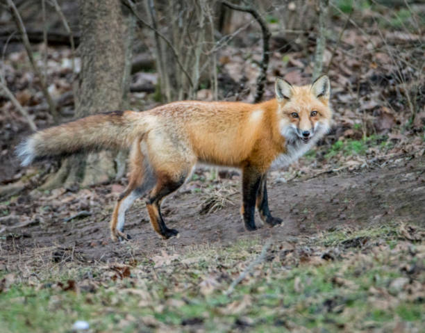 istock A young Red Fox trots along near woodlands. 1090156370