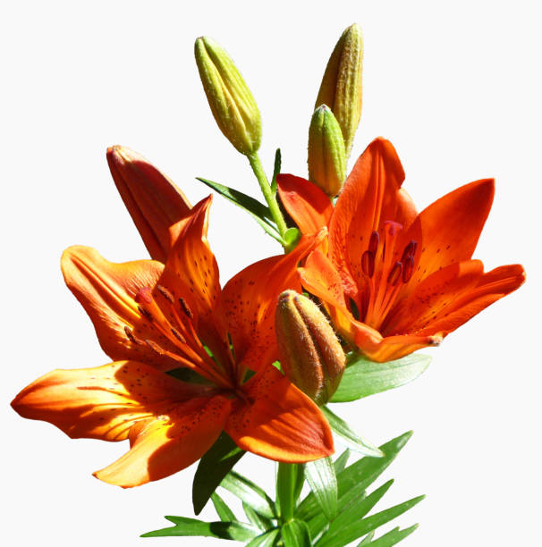 istock Flower to red lily close-up 1090157718
