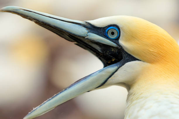 portrait of the northern gannet with opened beak under rain. northern gannets colony. bass rock. north sea. north berwick. scotland - bass imagens e fotografias de stock