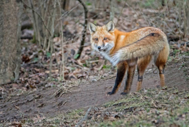 istock A young Red Fox looks over his shoulder at the camera. 1090158124