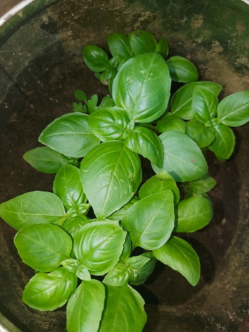 Close-up, high angle view of full grown basil (Ocimum basilicum) seedlings planted in a pot of soil.
