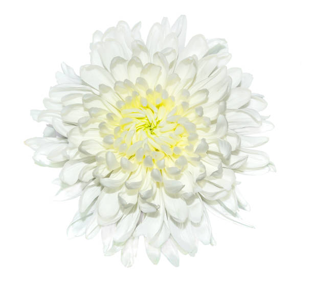 istock Single white chrysanthemum flower close up, isolated on a white background 1090161132