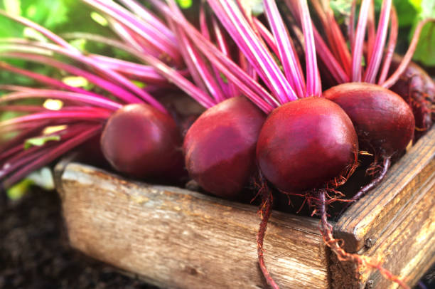 fresh harvested beetroots in wooden crate - beet vegetable box crate imagens e fotografias de stock