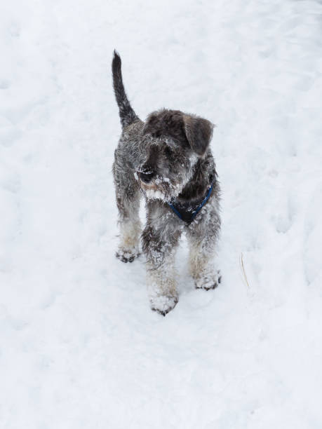istock Miniature schnauzer after walk on snow 1090161702