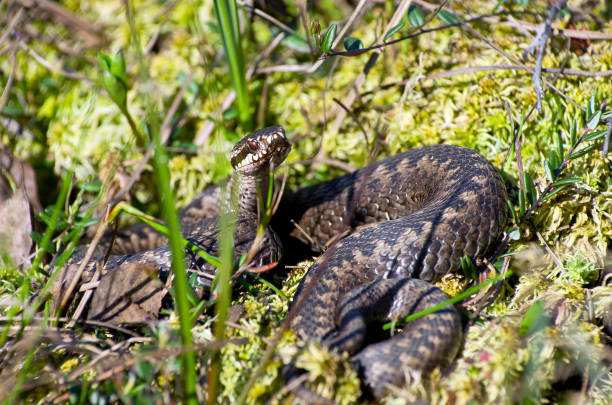 istock Snake in the swamp 1090164882