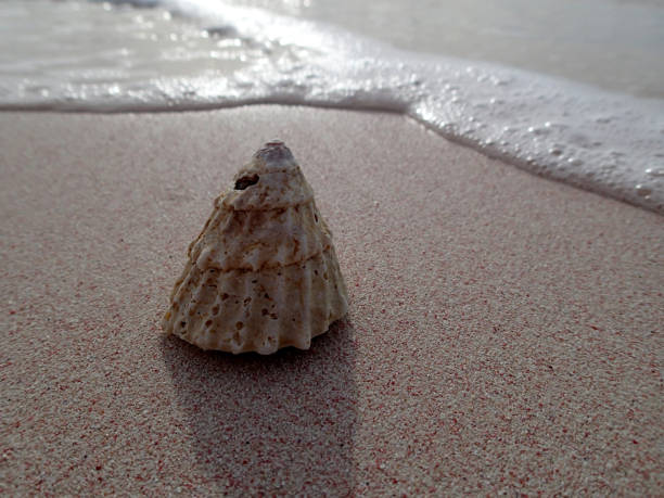istock a seashell on the beach - Barbados 1090167056