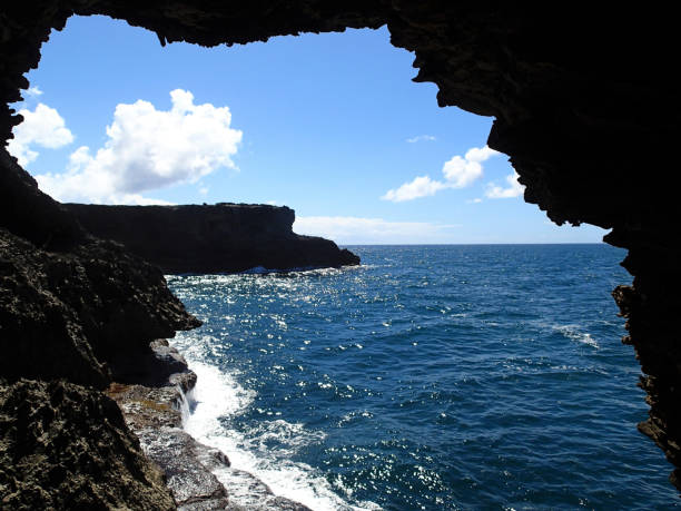 istock animal flower cave barbados 1090167130