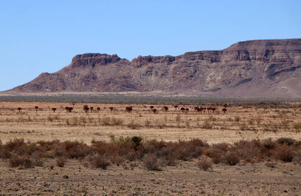 istock beautiful view of the steppe and the table mountain - Namibia 1090167430
