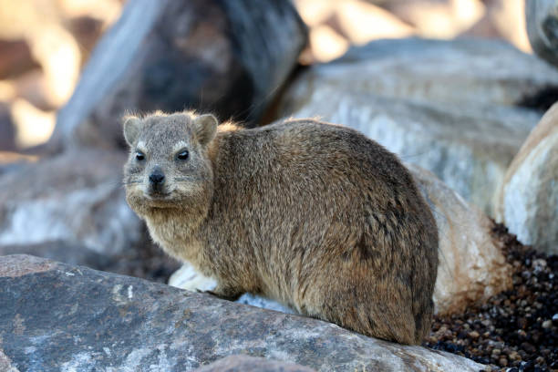 cute rock hyrax in the Quiver Tree Forest near Keetmanshoop - Namibia Africa cute rock hyrax in the Quiver Tree Forest near Keetmanshoop - Namibia Africa hyrax stock pictures, royalty-free photos & images