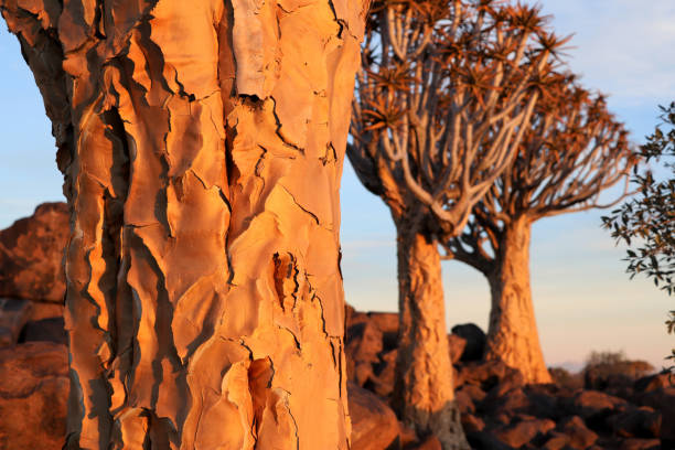 las drzew kołczanu w pobliżu pnia drzewa keetmanshoop aloe dichotoma - namibia - keetmanshoop zdjęcia i obrazy z banku zdjęć